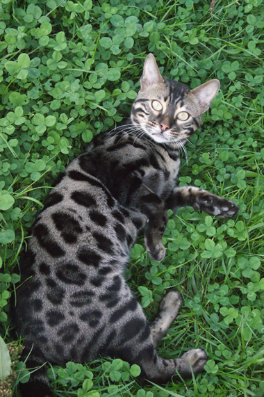 BENGAL ADULTE à placer